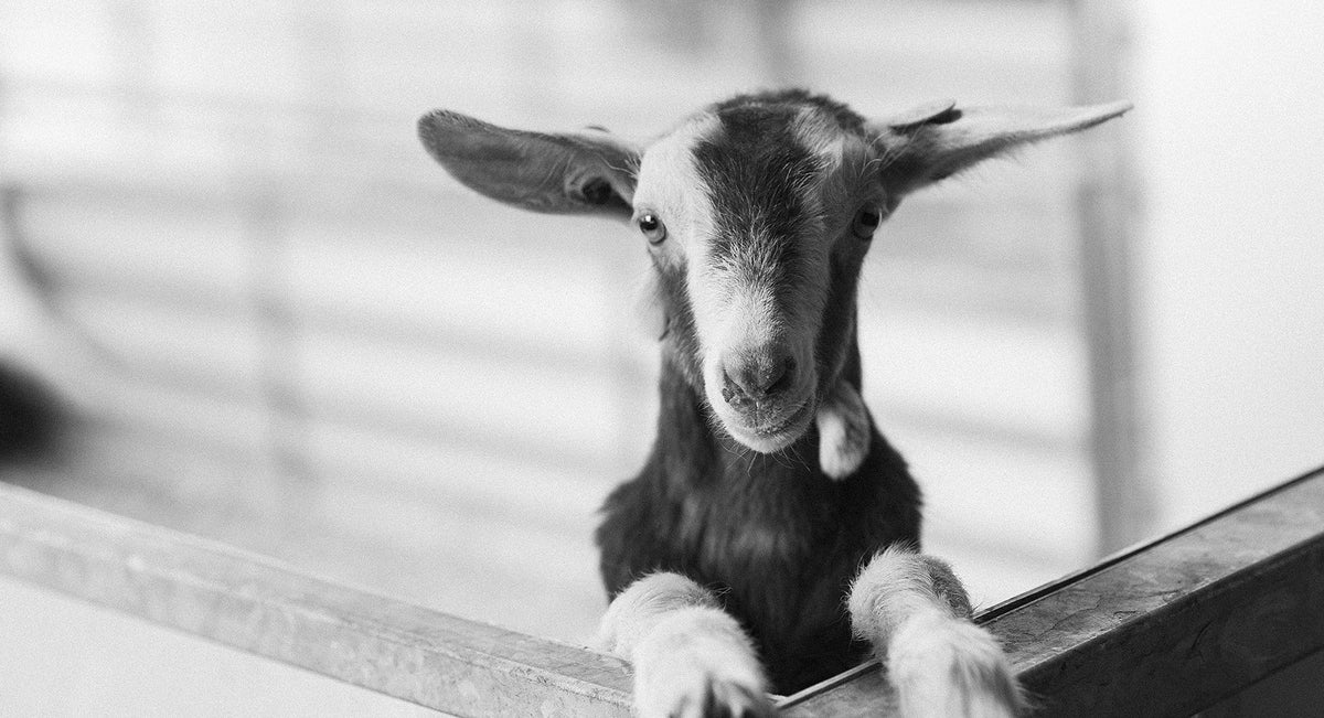 Goats Cheese Award Winning Cheeses Butlers Farmhouse Cheese Store